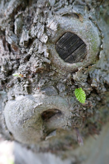 grünes Blättchen des Tages: Der uralte Gottesdienstbaum treibt nach ungewöhnlicher Durststrecke wieder zarte Blättchen aus!