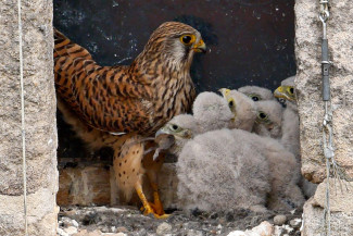 Turmfalken Zautendorf - Bild von Andreas Roch