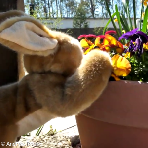 Osterhase am Blumentopf